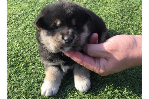 成約済の長崎県の柴犬-31555の1枚目