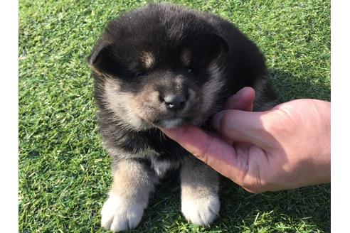成約済の長崎県の柴犬-31555の2枚目