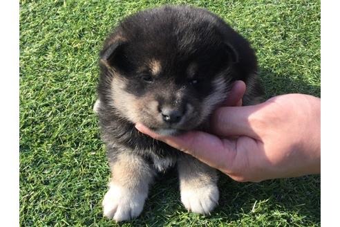 成約済の長崎県の柴犬-31555の3枚目