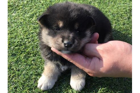 成約済の長崎県の柴犬-31555の4枚目
