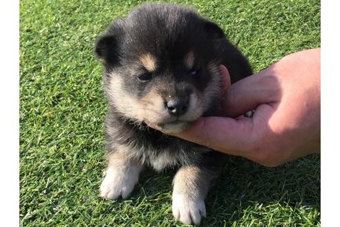 成約済の長崎県の柴犬-31556の1枚目