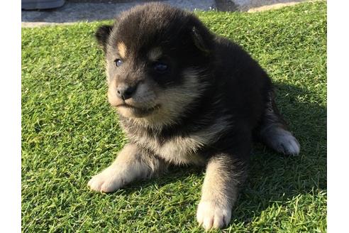 成約済の長崎県の柴犬-31556の2枚目