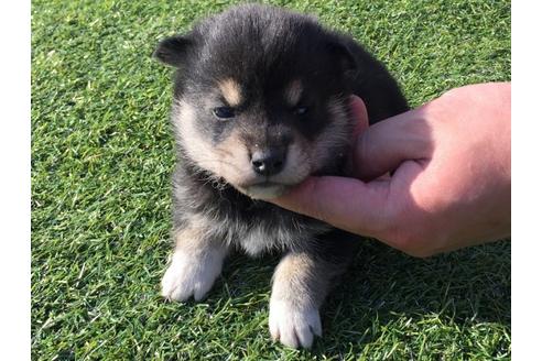 成約済の長崎県の柴犬-31556の3枚目