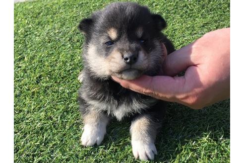 成約済の長崎県の柴犬-31556の4枚目