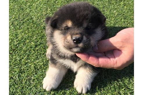成約済の長崎県の柴犬-31557の2枚目