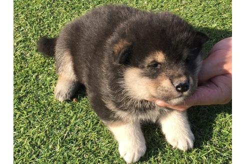 成約済の長崎県の柴犬-31557の5枚目
