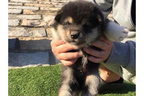 成約済の長崎県の柴犬-31557の1枚目