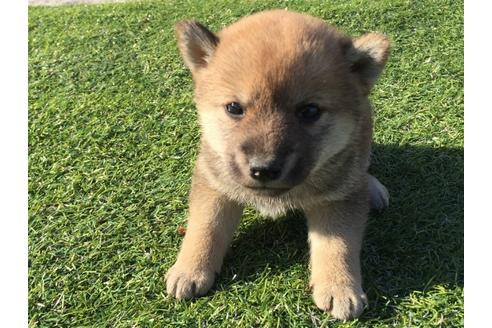 成約済の長崎県の柴犬-31558の4枚目