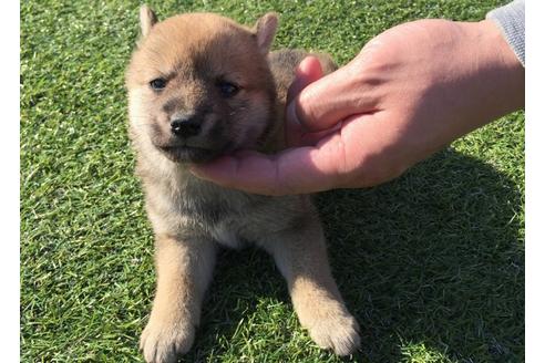 成約済の長崎県の柴犬-31558の5枚目