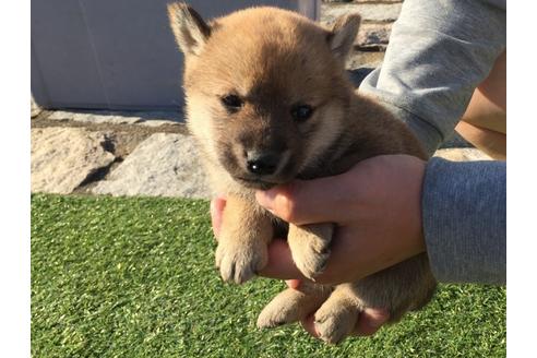 成約済の長崎県の柴犬-31558の2枚目
