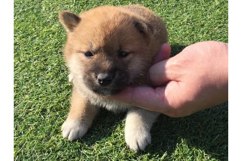 成約済の長崎県の柴犬-31559の1枚目