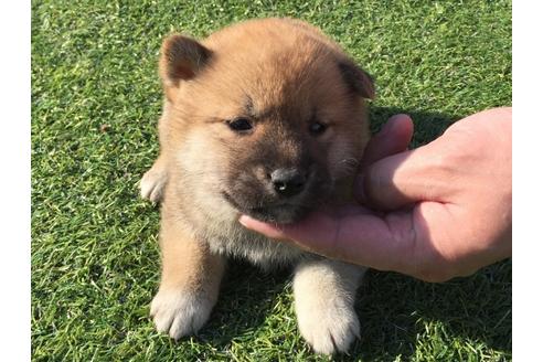 成約済の長崎県の柴犬-31559の2枚目
