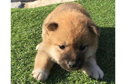 成約済の長崎県の柴犬-31559の3枚目