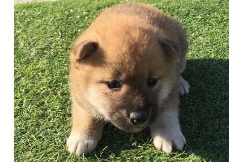 成約済の長崎県の柴犬-31559の4枚目
