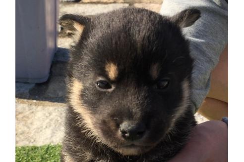 成約済の長崎県の柴犬-31560の3枚目