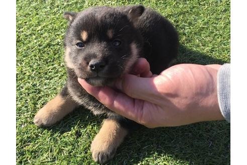 成約済の長崎県の柴犬-31560の4枚目