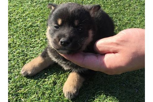成約済の長崎県の柴犬-31560の5枚目