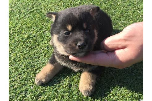 成約済の長崎県の柴犬-31560の1枚目