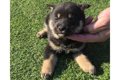 成約済の長崎県の柴犬-31560の2枚目