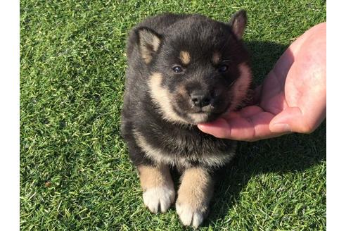 成約済の長崎県の柴犬-31561の3枚目