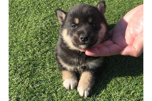 成約済の長崎県の柴犬-31561の4枚目