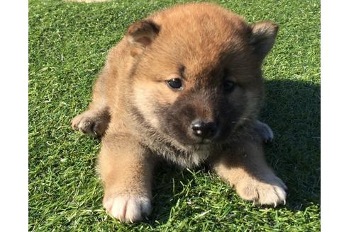 成約済の長崎県の柴犬-31077の3枚目