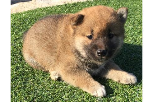 成約済の長崎県の柴犬-31077の4枚目