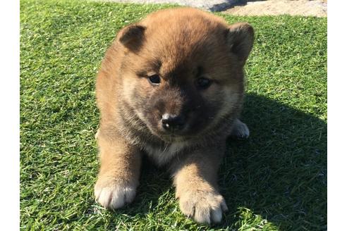 成約済の長崎県の柴犬-31077の5枚目