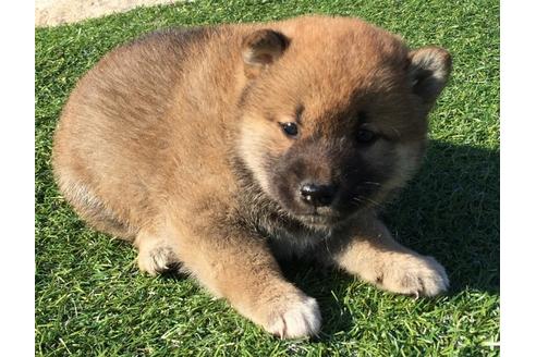 成約済の長崎県の柴犬-31077の1枚目