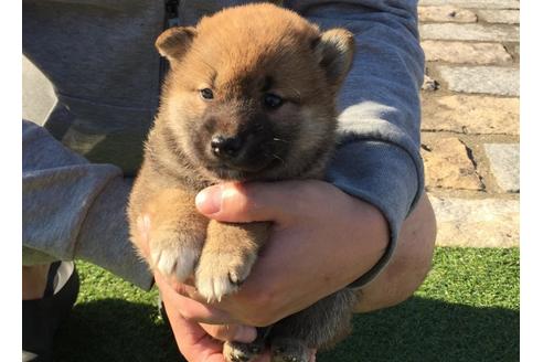成約済の長崎県の柴犬-31077の2枚目