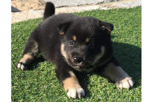 成約済の長崎県の柴犬-31078の5枚目