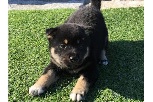 成約済の長崎県の柴犬-31078の3枚目