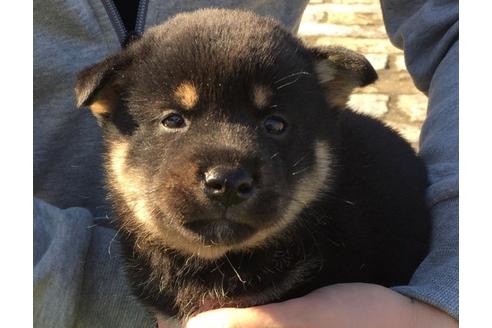 成約済の長崎県の柴犬-31078の1枚目