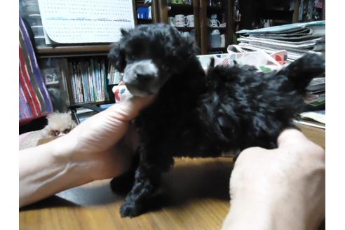成約済の栃木県のトイプードル-31571の2枚目
