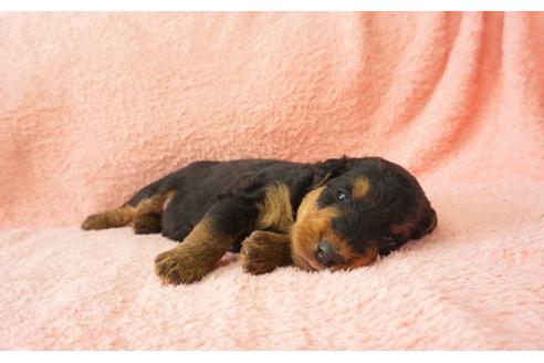 成約済の奈良県のエアデールテリア-31575の2枚目