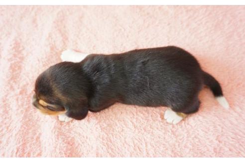成約済の奈良県のビーグル-31577の3枚目