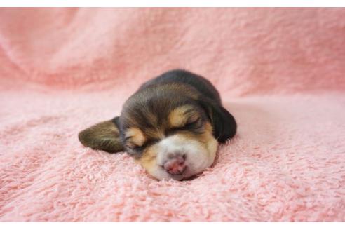 成約済の奈良県のビーグル-31579の1枚目