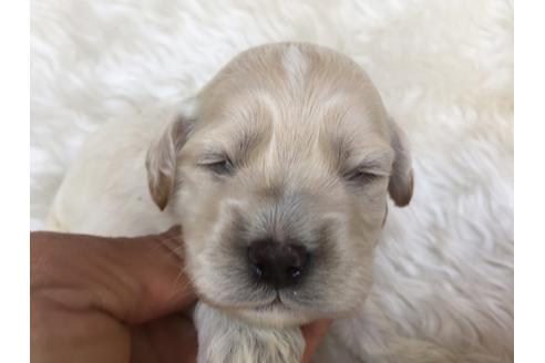 成約済の茨城県のミックス犬-31601の1枚目