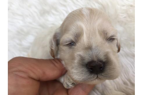成約済の茨城県のミックス犬-31601の2枚目