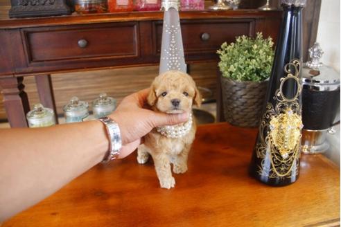 成約済の埼玉県のトイプードル-31606の1枚目