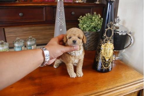 成約済の埼玉県のトイプードル-31606の2枚目