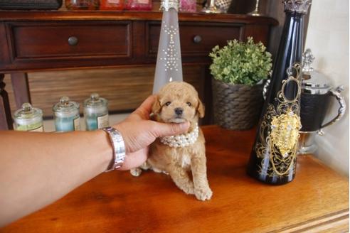 成約済の埼玉県のトイプードル-31606の3枚目