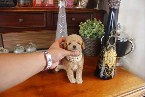 成約済の埼玉県のトイプードル-31606の4枚目