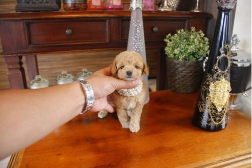 成約済の埼玉県のトイプードル-31606の5枚目