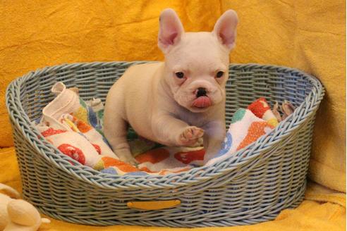 成約済の愛知県のフレンチブルドッグ-30799の5枚目