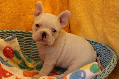 成約済の愛知県のフレンチブルドッグ-30799の4枚目
