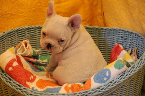 成約済の愛知県のフレンチブルドッグ-30799の3枚目