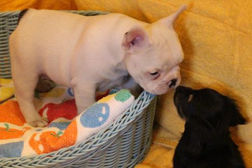 成約済の愛知県のフレンチブルドッグ-30799の2枚目