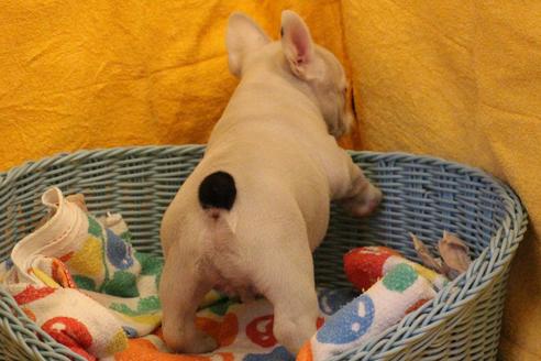 成約済の愛知県のフレンチブルドッグ-30799の1枚目