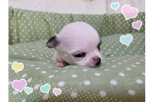成約済の長崎県のチワワ(ロングコート)-31319の4枚目